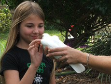 white homing pigeon