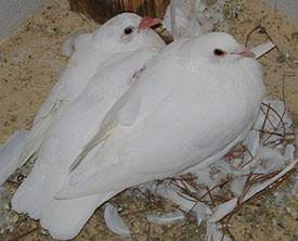 squab with parent