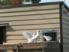 birds entering loft